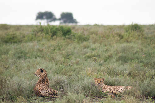 Serengeti photo