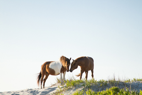 Assateague photo