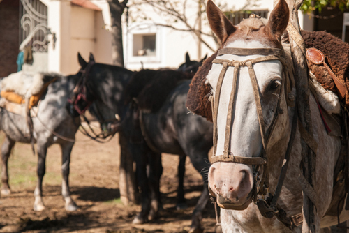 San Antonio de Areco photo