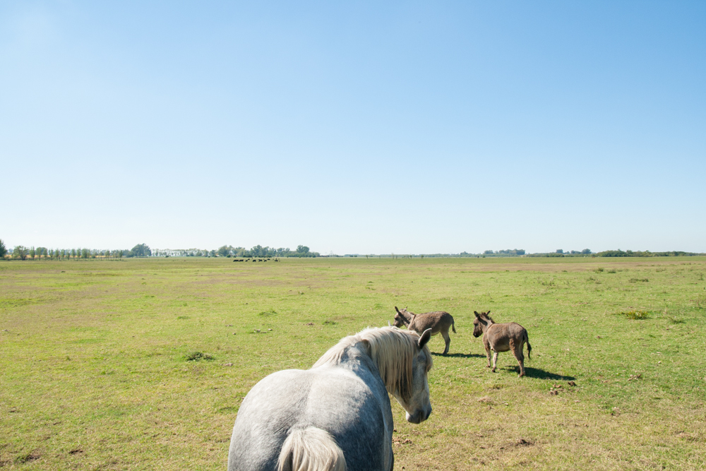 san antonio de areco