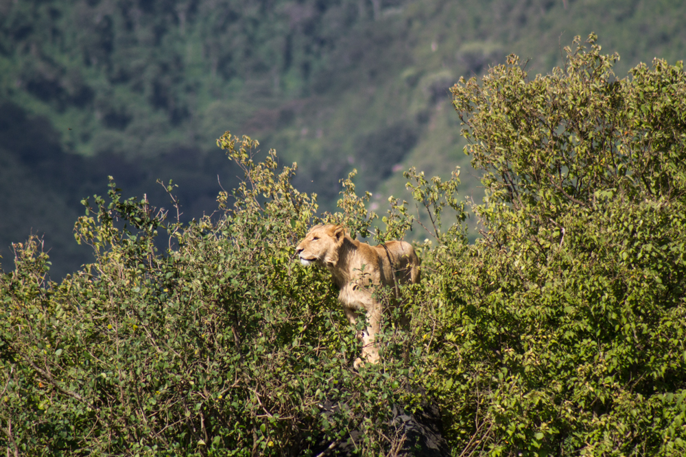 ngorongoro
