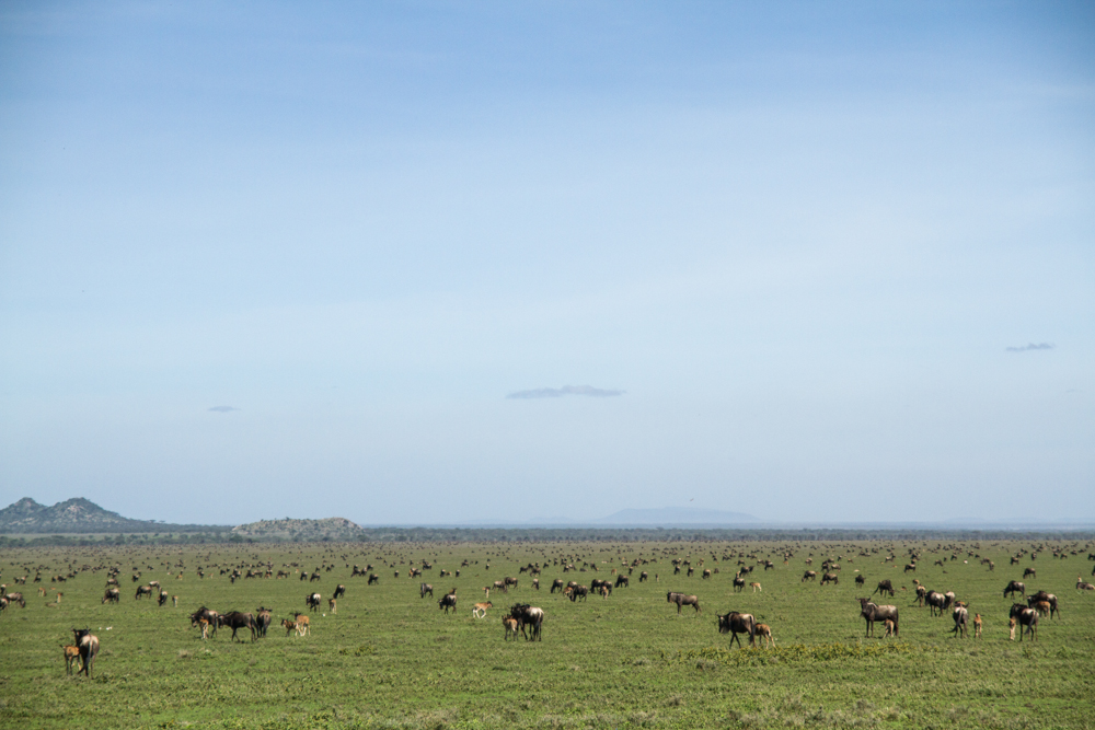ngorongoro