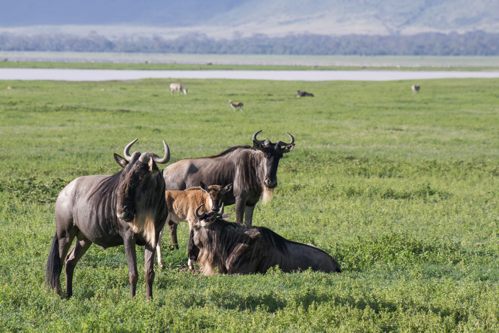 ngorongoro