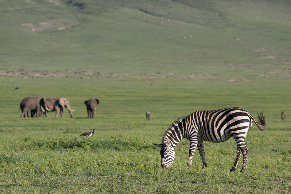 ngorongoro