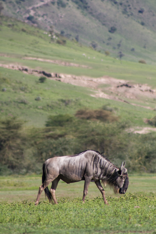 ngorongoro