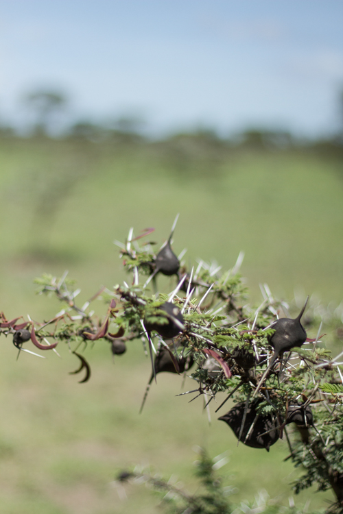 ngorongoro