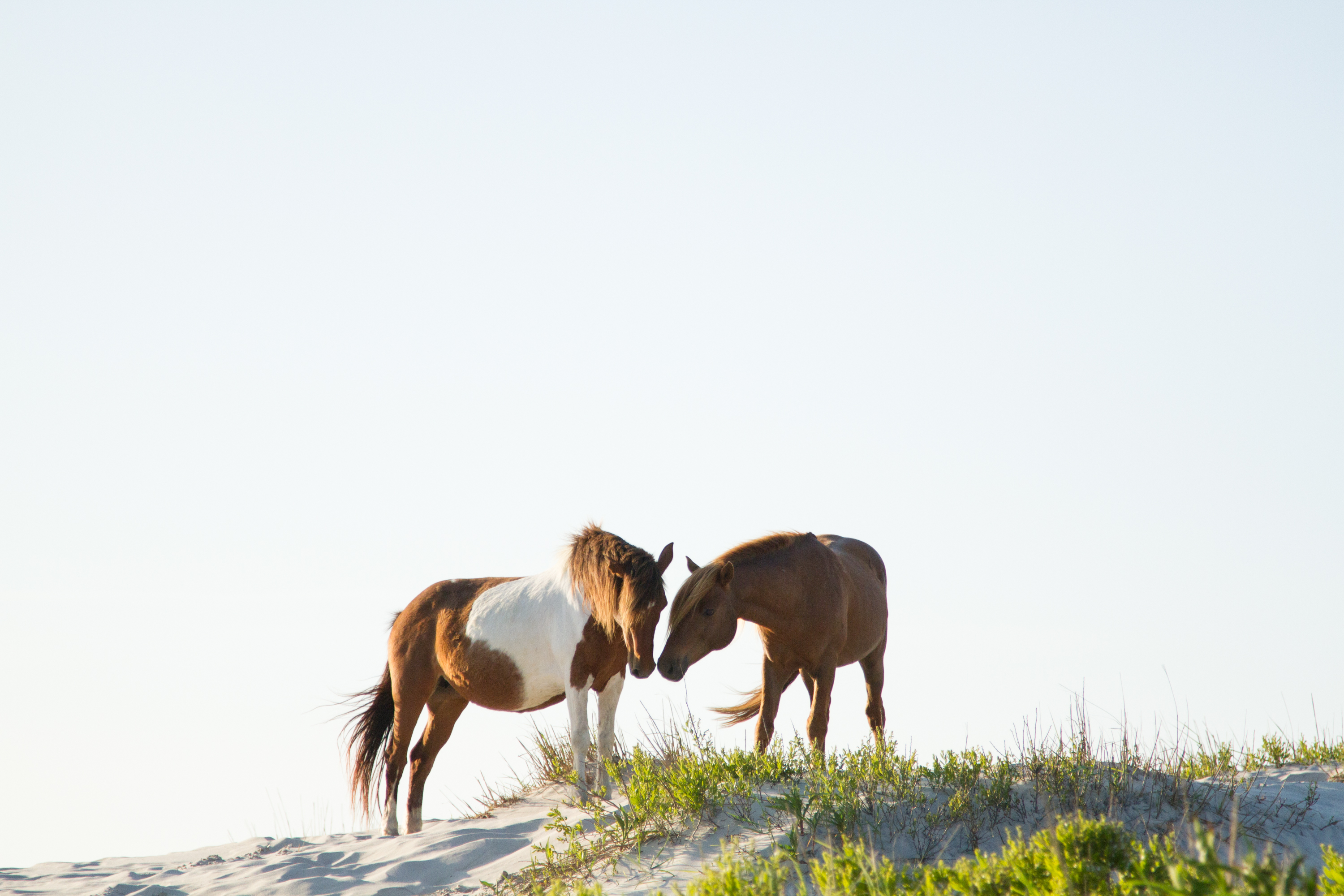 assateague