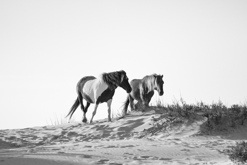 assateague