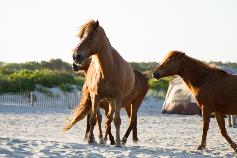 assateague